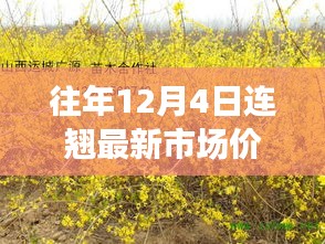 往年12月4日花卉市场洞察，获取连翘与Larch花语市场价格的新手指南与进阶秘籍