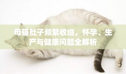 母猫肚子频繁收缩，怀孕、生产与健康问题全解析
