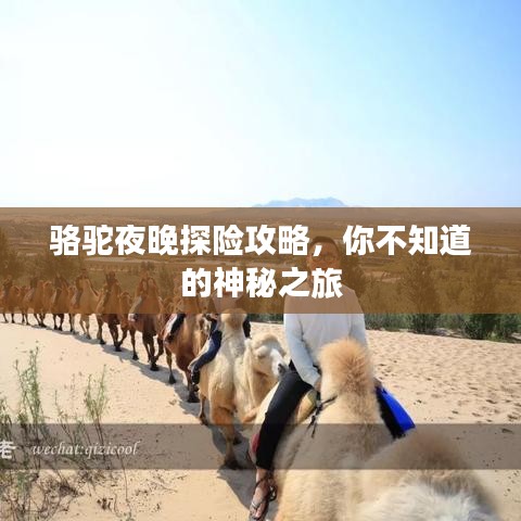 骆驼夜晚探险攻略，你不知道的神秘之旅
