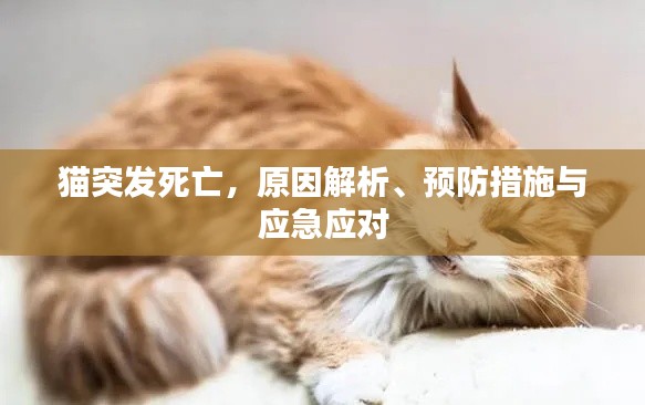 猫突发死亡，原因解析、预防措施与应急应对